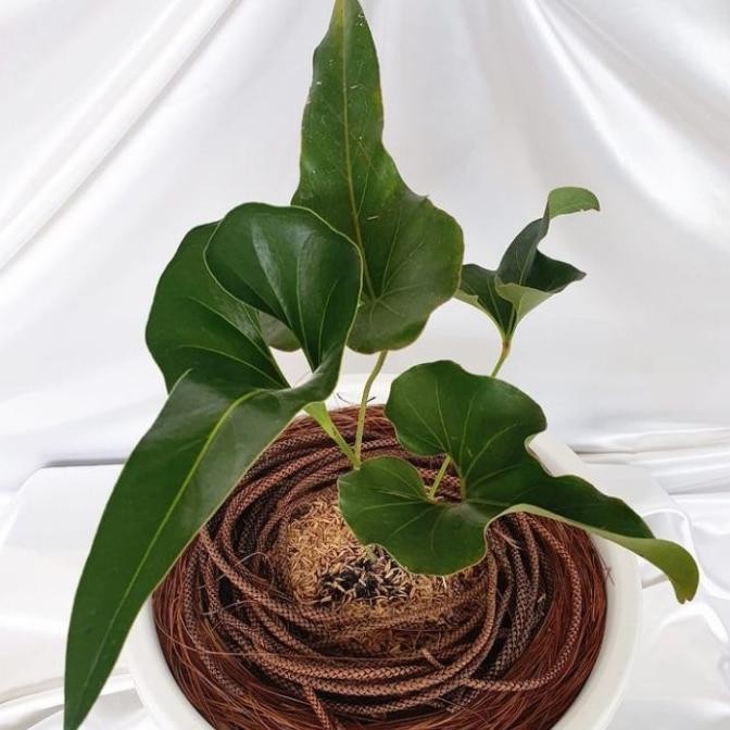 Tanaman hias Anthurium corong - Anthurium corong hias