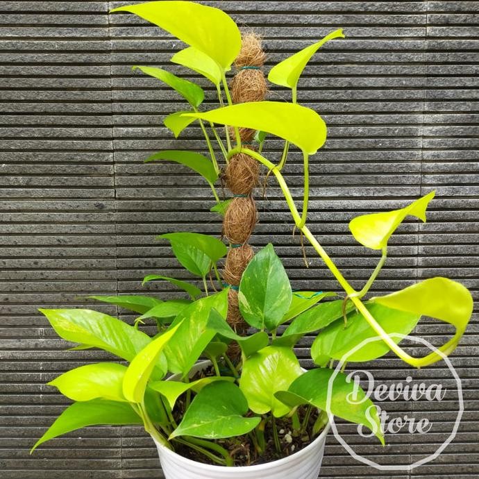 Tanaman Sirih Gading Lemon Lime Neon Pothos Super Rimbun Pot Besar