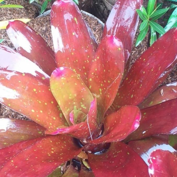 tanaman bromelia giant red neorelia/tanaman hias indoor/bromelia