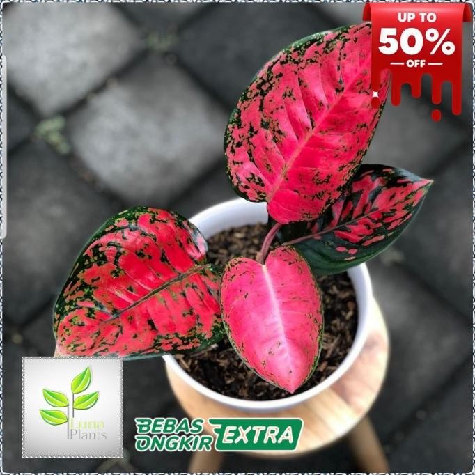 aglonema big apple / aglonema big aple / aglonema big apel