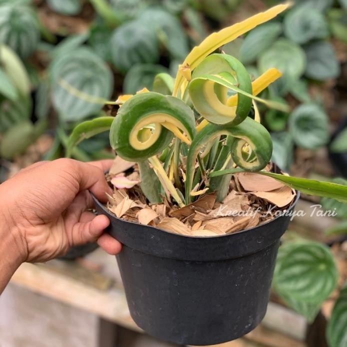 Terlaris Tanaman Hias Wijaya Kusuma Tanduk Varigata - Wijaya Kusuma Varigata