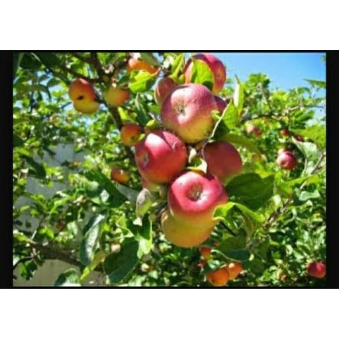 Bibit Tanaman Buah Apel Ana Manalagi Malang Segar FFFF
