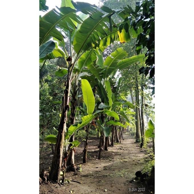 Bibit pisang anakan 50cm 100cm 150cm Kepok Ambon Tanduk RajaBulu Aneka AZZ