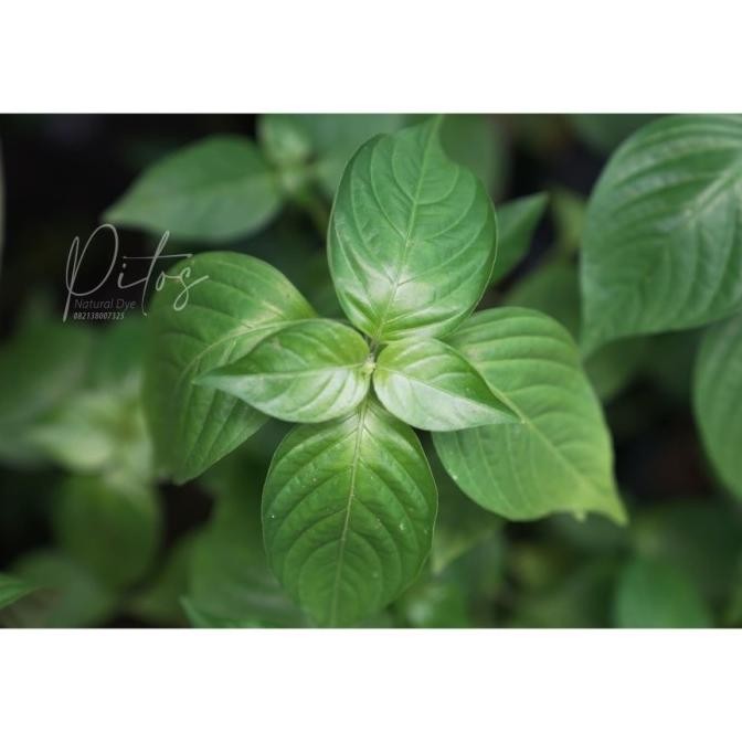 Bibit Pohon Truja Ecoprint SUPER NNNN