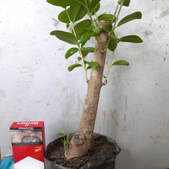 Bahan bonsai mame buah Jamblang / duwet / juwet ( Syzygium cumini )