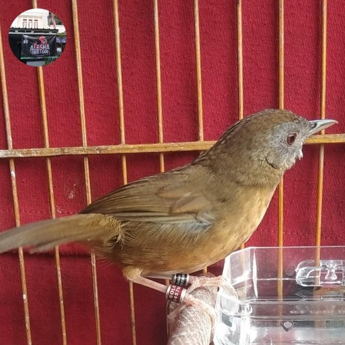 HWAMEI MINI TIEUMI WAMBI MINI JANTAN BURUNG 1001 SUARA GACOR BKN BAHAN murah