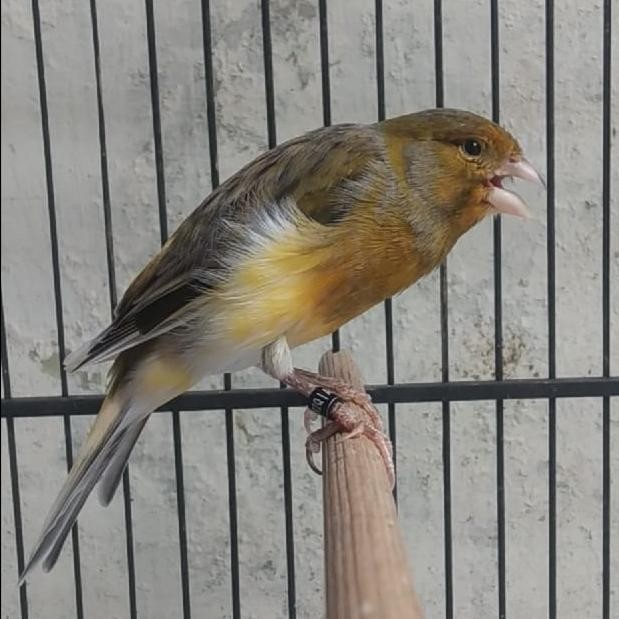 BURUNG KENARI F1 SF SCOT FANCY GACOR PROMO MURAH murah