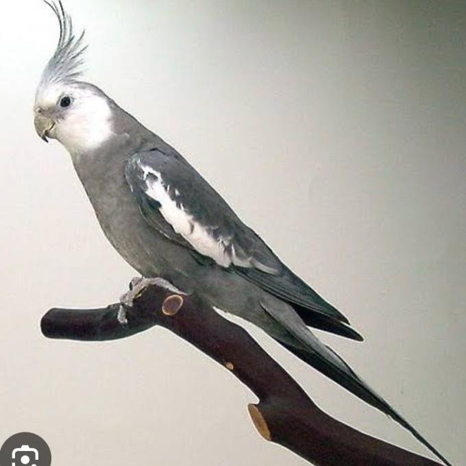 FALK AUSTRALIA WHITE FACE GREEY /FALK WF SATUAN murah