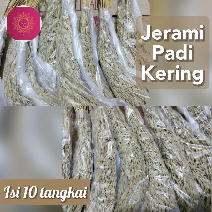

padi kering gabah 10 tangkai murah
