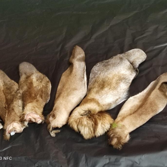 

kolasaj Kuping Kambing 500 gram