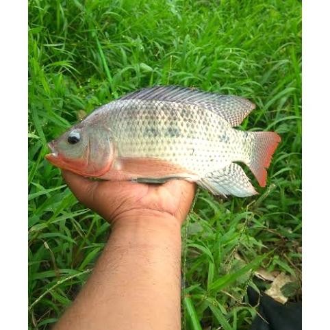1 Set Rangkaian Kail Caglak Lumut Ikan Mujair Nila