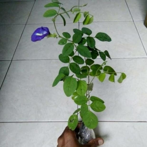 Bibit tanaman bunga telang/pohon bunga telang /bibit bunga telang