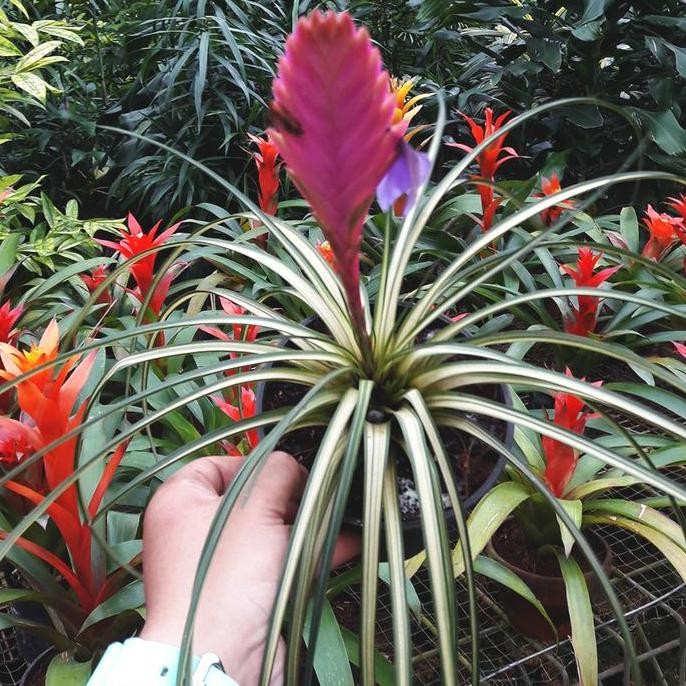 Terlaris Tillandsia Cyanea 'Variegata' - Tanaman Hias Bromelia Varigata