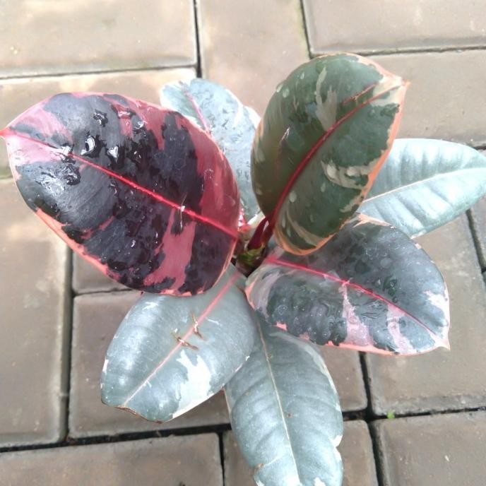 Terlaris Tanaman Hias Ficus Ruby Burgundy Variegata / Ficus Elastica Varigata
