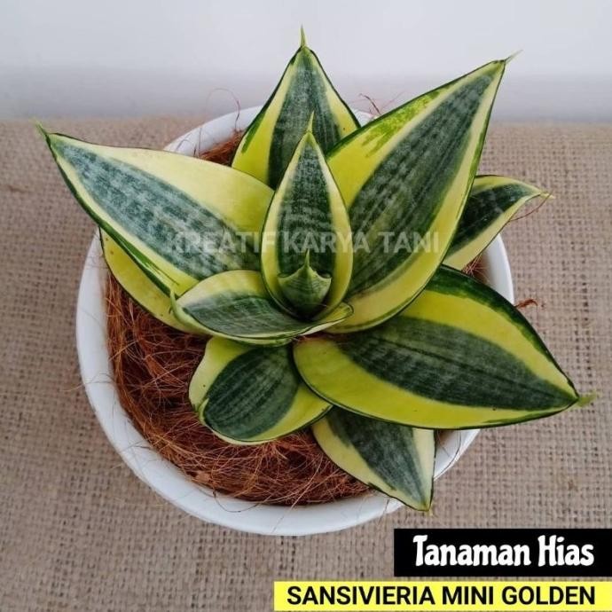 Terlaris Tanaman Hias Sansivera Mini Golden - Tanaman Sansivera Mini Golden