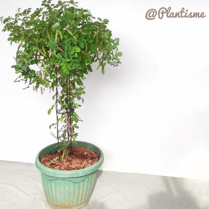 Terlaris Tower Planter - Media Tanam Tanaman Rambatan Kebun / Pot Bunga Hias