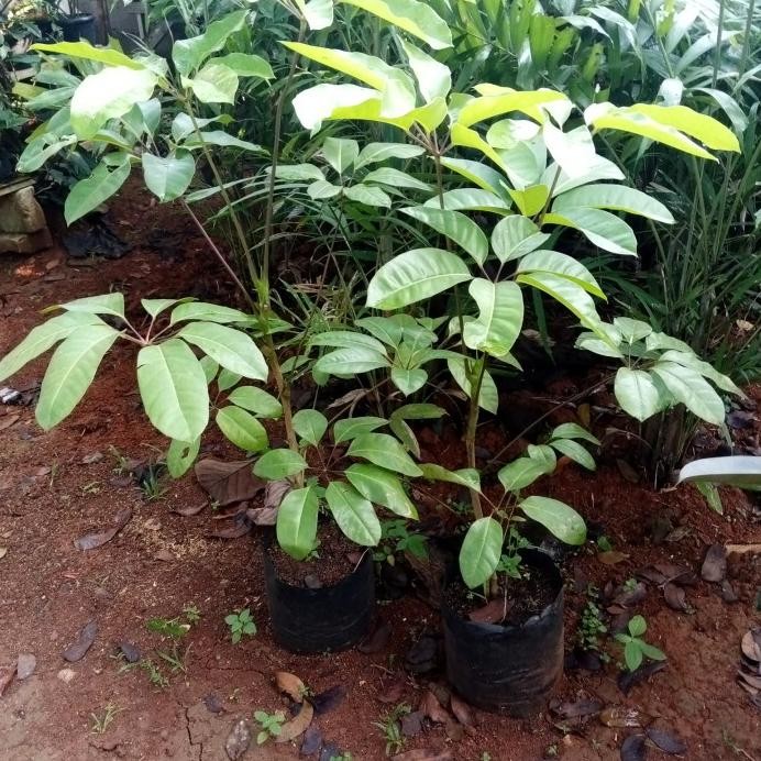 Terlaris Tanaman Hias Walisongo Daun Lebar Outdor Indor Tinggi 1 Meter