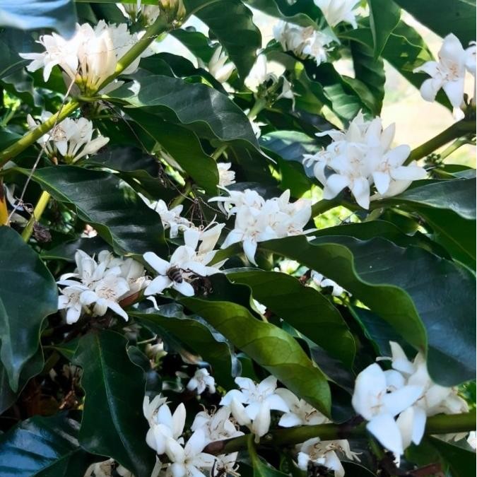 

Promo Colombia Finca La Reserva Geisha - Anaerobic Honey - Filter Specialty Coffee Arabica Beans Corp - Biji Kopi Arabika Manual Brew