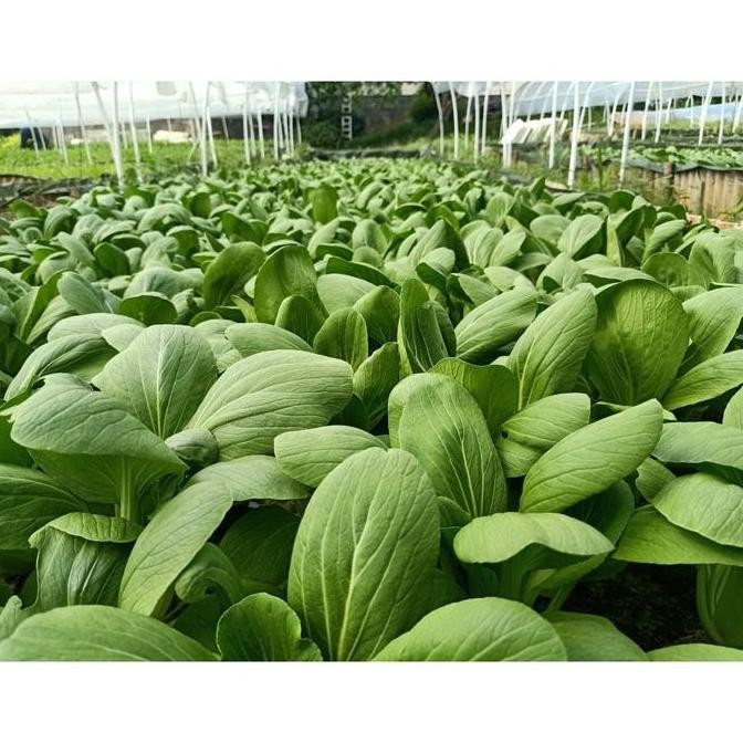 Nutrisi Hidroponik AB MIX 5 Liter murah