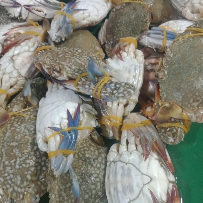 Kepiting Rajungan Segar murah