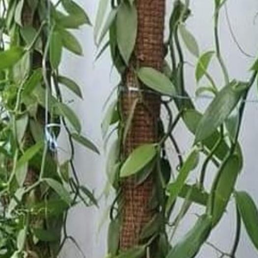 Turus Jumbo Penyangga Tanaman 150 cm murah