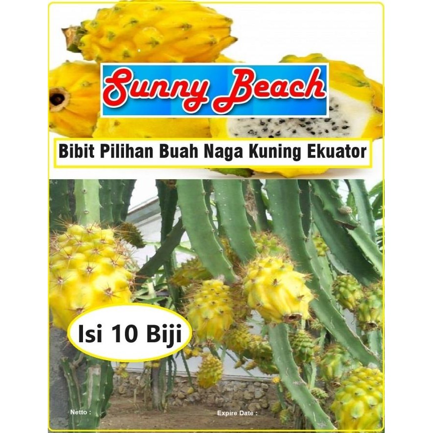 Bibit Pilihan Buah Naga Kuning Ekuator | Biji Benih Buah Naga Kuning PREMIUM