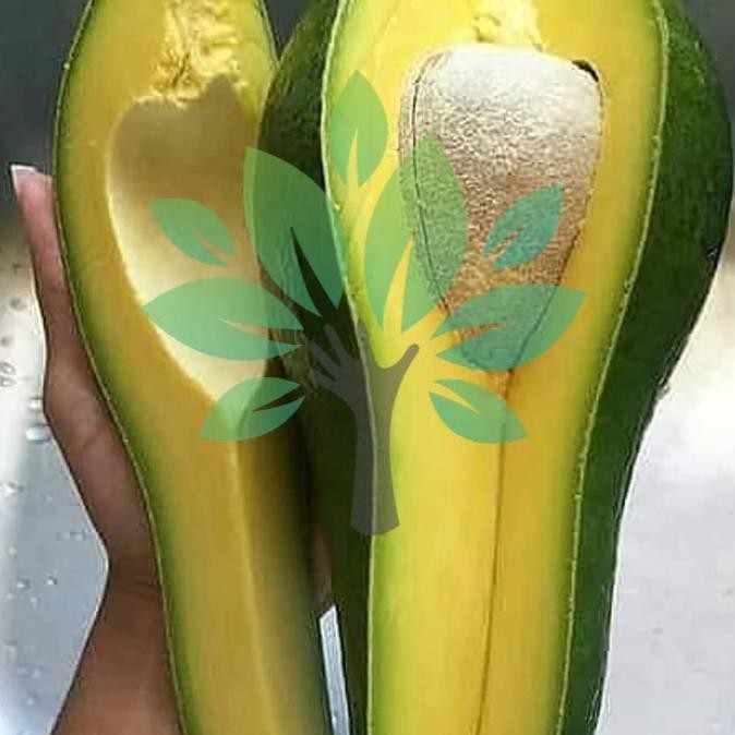 bibit tanaman buah alpukat aligator-bibit alpukat jumbo aligator asli PREMIUM