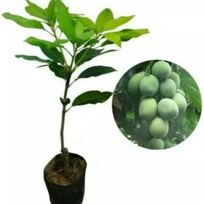 Bibit Mangga Harum Manis Bibit Tanaman Buah Mangga Harum Manis FFFF PREMIUM
