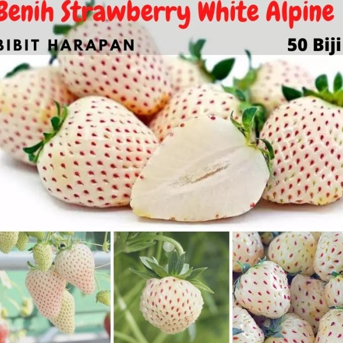 Bibit Benih Biji Buah Stroberi Strawberry White Alpine Import FFFF PREMIUM