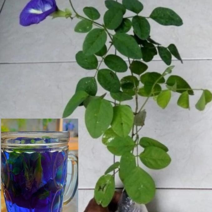 Bibit Tanaman Bunga Telang / Pohon Bunga Telang /Bibit Bunga Telang