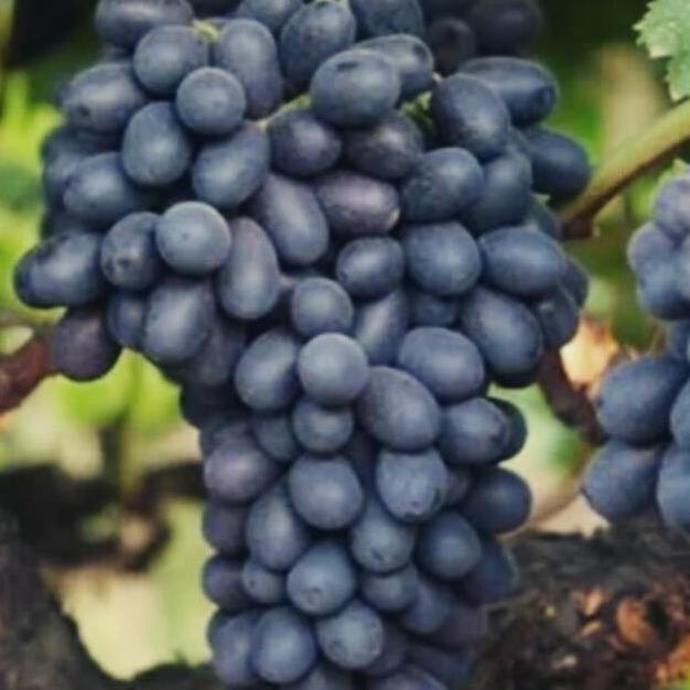 Bibit Buah Anggur Import Hitam Manis Non Biji Autumn Cocok Disegala PREMIUM