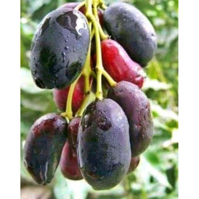 bibit buah juwet atau Jamblang SUPER NNNN PREMIUM