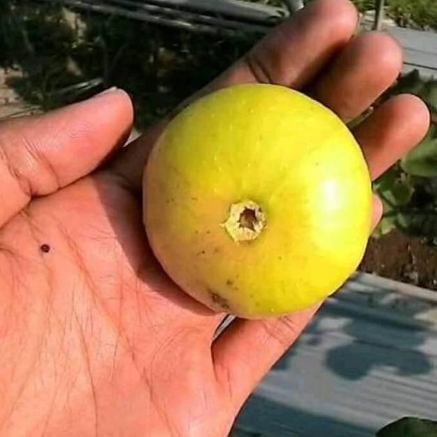 Bibit buah tin lsu gold SUPER NNNN PREMIUM