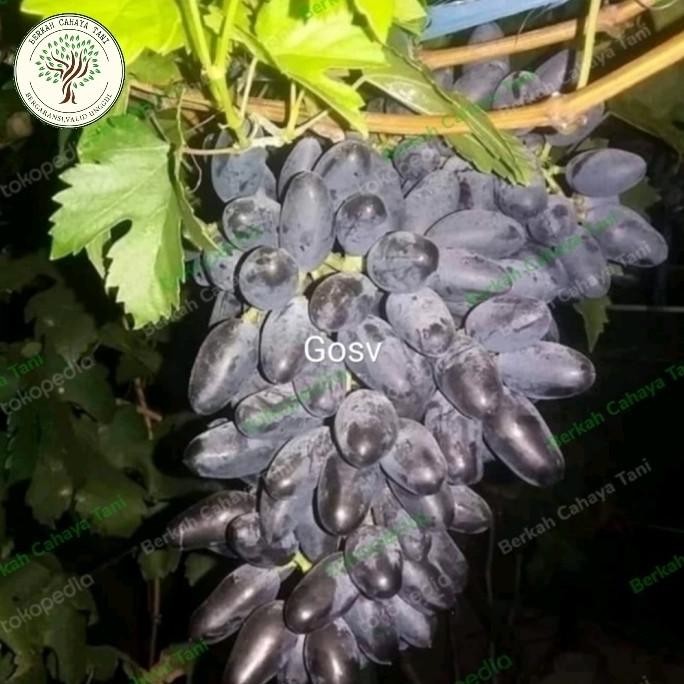 pohon anggur hitam gosv impor-bibit tanaman buah anggur impor gosv PREMIUM