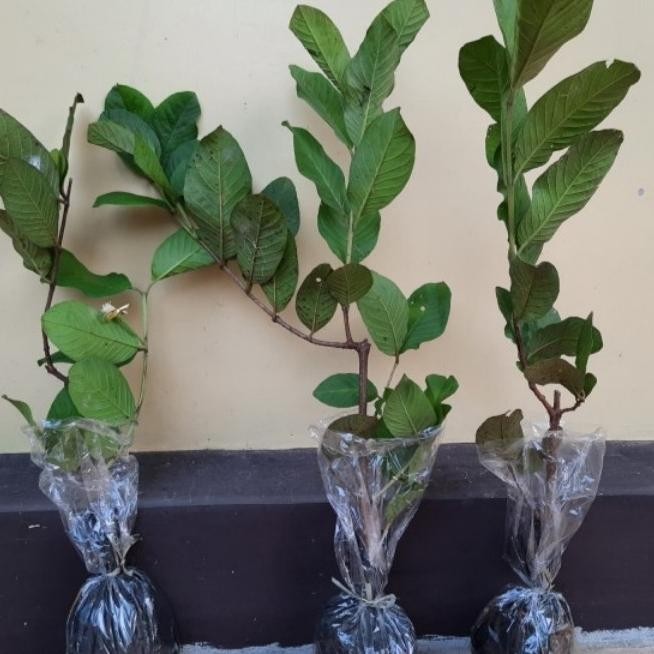 PREMIUM bibit jambu siumik pala cangkok