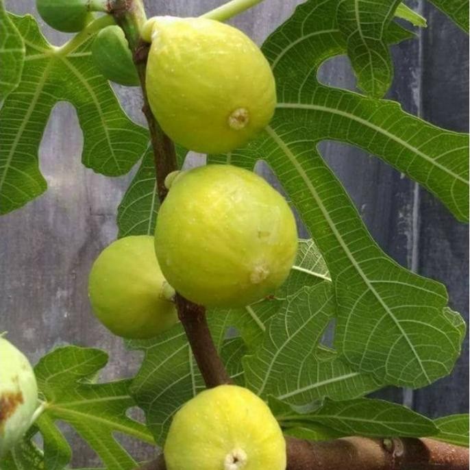 Bibit buah tin TENA jenis produktif buahnya sangat manis SUPER NNNN PREMIUM