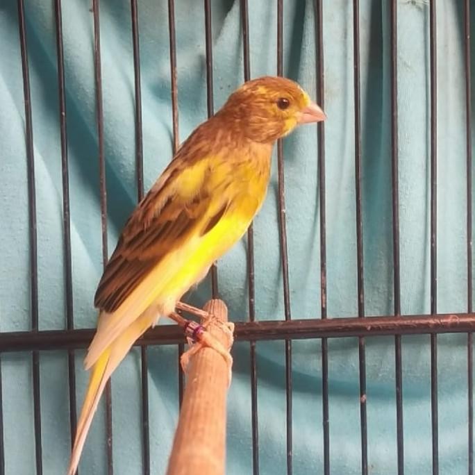 Murah Burung Kenari F1 Sf Scot Fancy Gacor