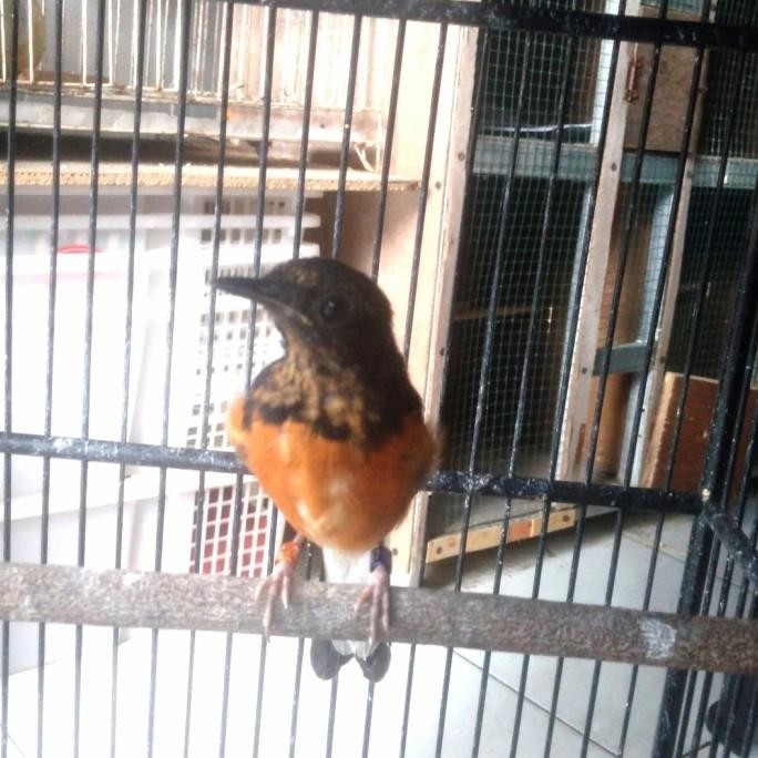 Murah Murai Batu Jantan Blorok