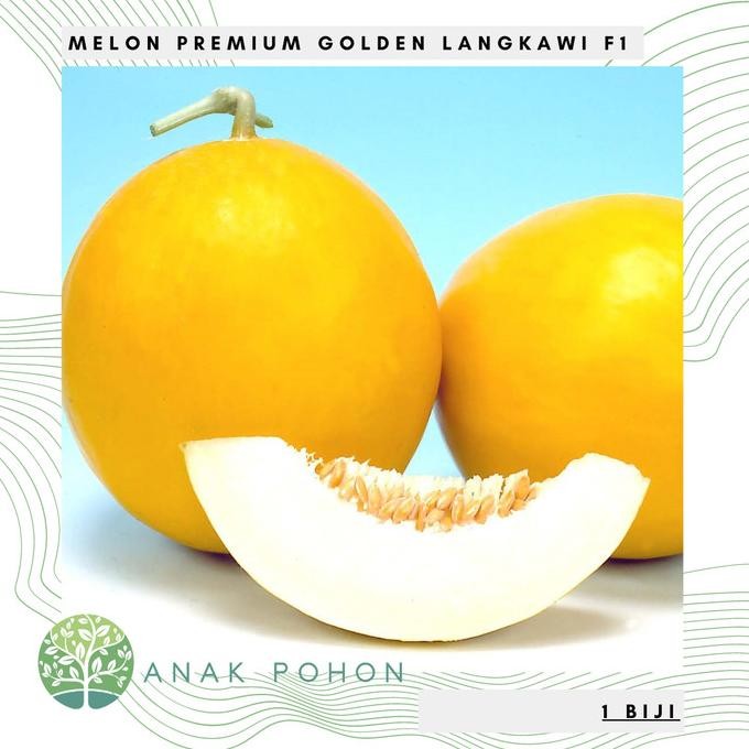 Benih Bibit Biji - Melon Premium Golden Langkawi Hibrida F1 Seeds murah