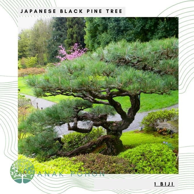 Benih Bibit Biji - Pohon Japanese Black Pine / Pinus Hitam Jepang (Pinus thunbergii) Exotic Tree See