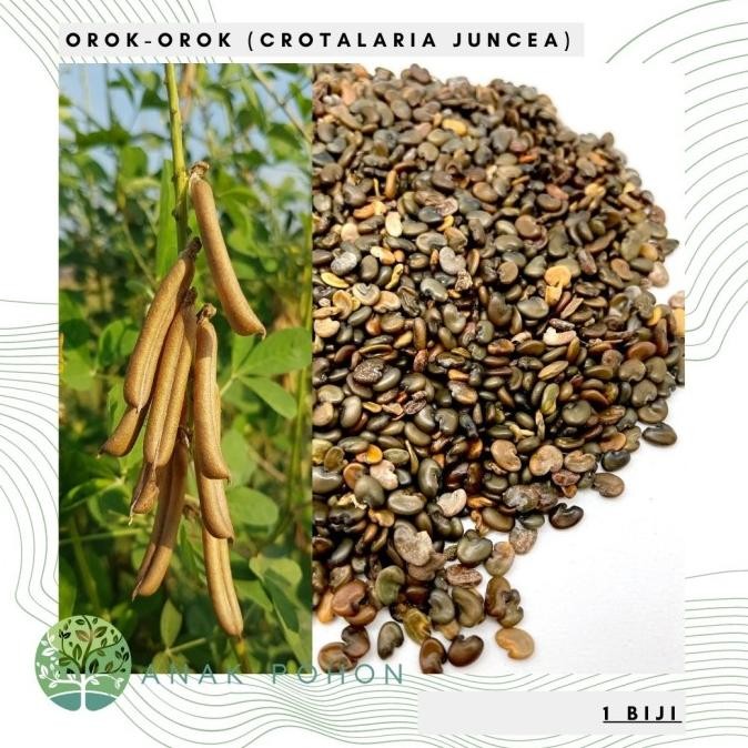 Benih Bibit Biji - Orok Orok (Crotalaria juncea) Penghasil Biomassa murah