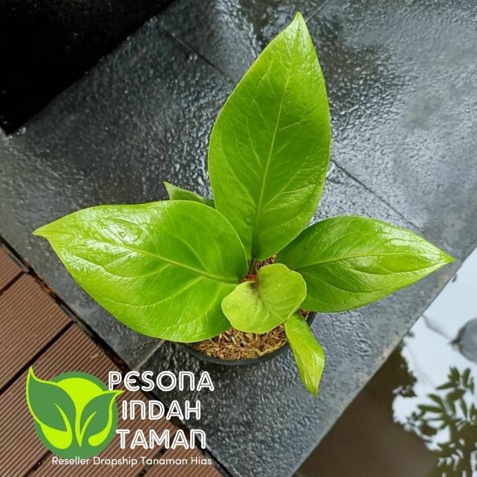 Terlaris Anthurium Jemani Cobra Catalog - Tanaman Hias Anthurium Jemani Cobra