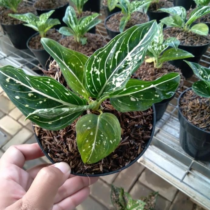 Terlaris Tanaman Hias Bibit Baby Aglonema Siti Nurbaya Original