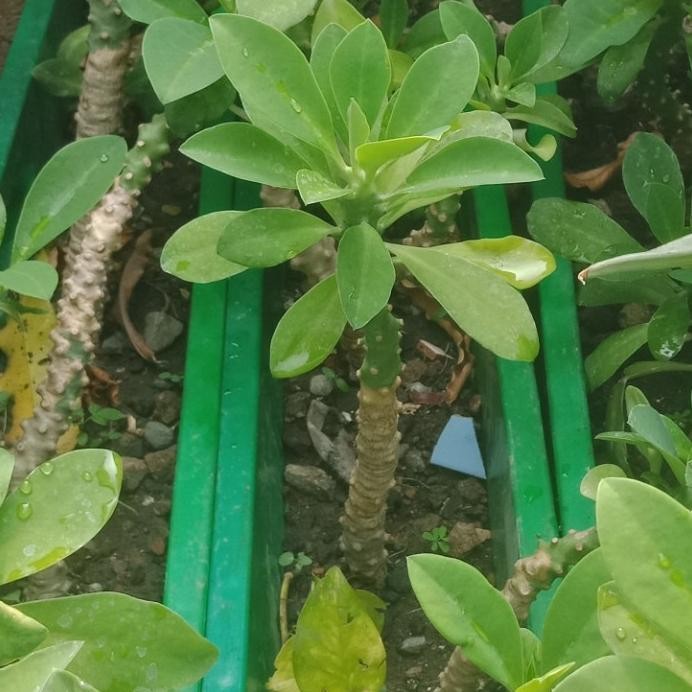 Terlaris Kaktus Sekulen Euphorbia Neriifolia Japan Tanaman Hias