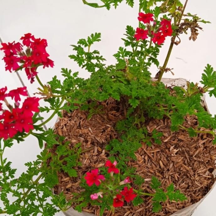 Terlaris Tanaman Hias Bunga Verbena Merah | Pohon Bunga Verbena | Bunga Gantung