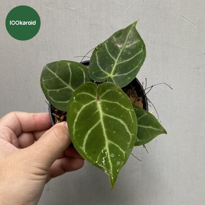 Terlaris Tanaman Hias Anthurium Dorayaki X Red Crystallinum / Kuping Gajah Hybrid Dorayaki X Red Cry