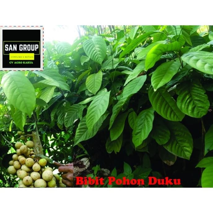 BIBIT TANAMAN DUKU PALEMBANG ASLI TANPA BIJI BENIH POHON DUKU SUPER PREMIUM