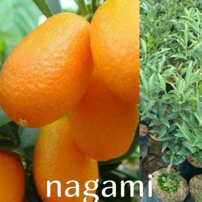 Bibit Tanaman Pohon Jeruk Nagami Bibit Jeruk Nagami Buah Jeruk Nagami PREMIUM
