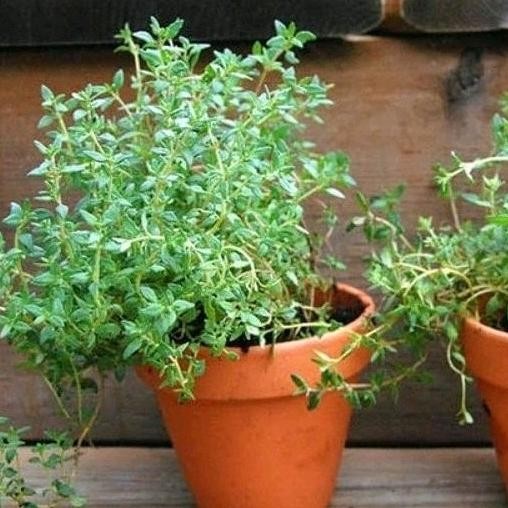 

Terlaris Tanaman Herbal Timi / Thime / Thymus Vulgaris