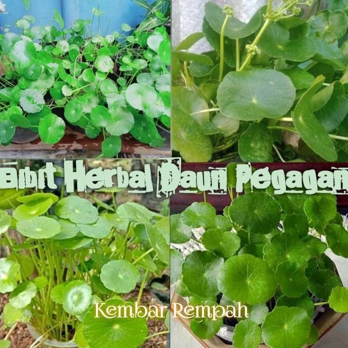 

Terlaris Bibit Tanaman Herbal Daun Pegagan